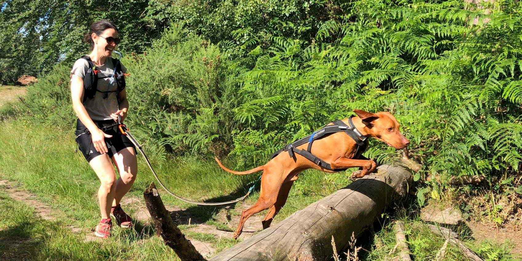 Dog Jumping Over Tree