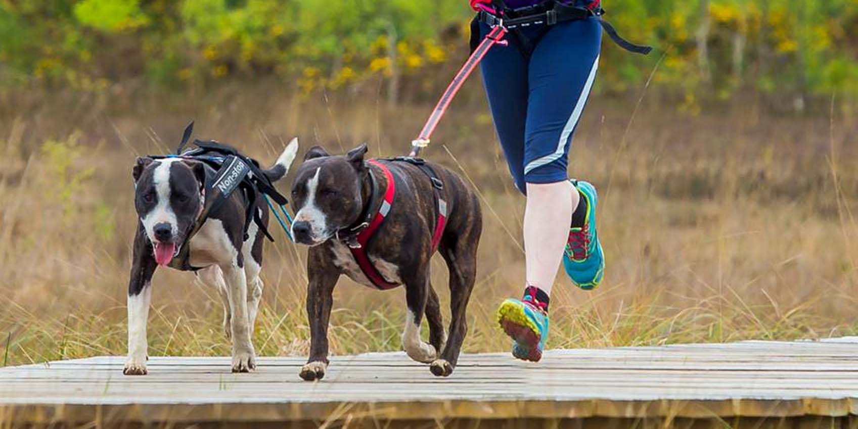 Running with 2 Dogs
